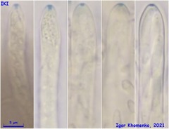 Lasiobelonium variegatum