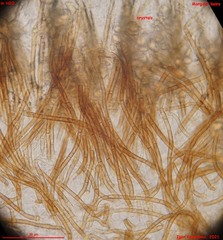 Lasiobelonium variegatum