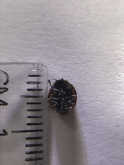 Harmonia axyridis