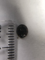 Harmonia axyridis