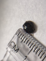 Harmonia axyridis