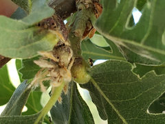 Neuroterus varians