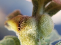 Neuroterus varians