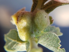 Neuroterus varians