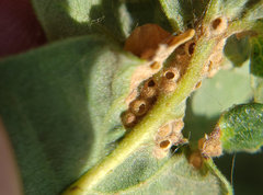 Neuroterus saltatorius