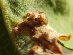 Neuroterus saltatorius