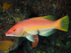 Bodianus scrofa