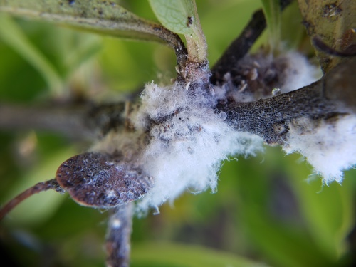 Woolly Apple Aphid photo 4