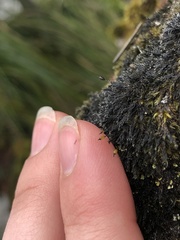 Racomitrium sudeticum