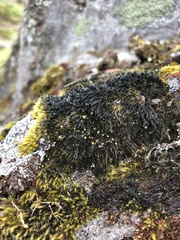 Racomitrium sudeticum