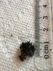Racomitrium sudeticum