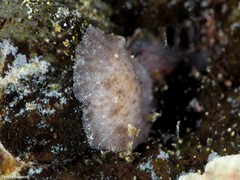 Peltodoris punctifera