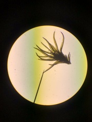 Racomitrium sudeticum