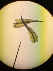 Racomitrium sudeticum