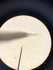 Racomitrium sudeticum