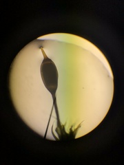 Racomitrium sudeticum