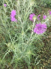 Galactites tomentosus