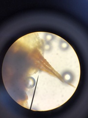 Racomitrium sudeticum