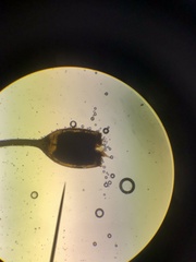 Racomitrium sudeticum
