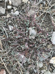 Euphorbia cinerascens