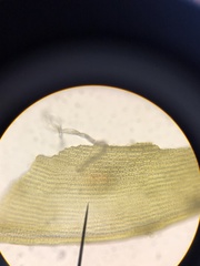 Racomitrium sudeticum