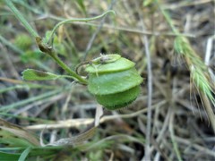 Medicago scutellata