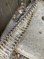 Coluber constrictor