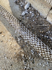 Coluber constrictor