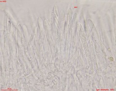 Lasiobelonium variegatum