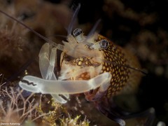 Gnathophyllum elegans