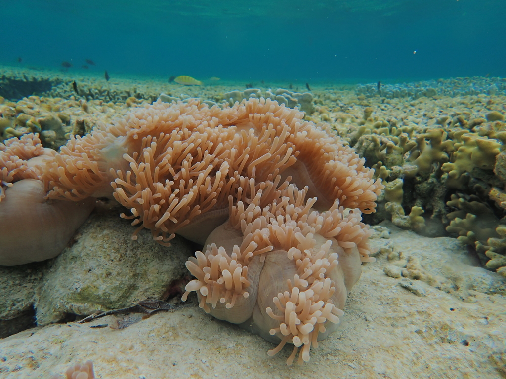 Photo of Magnificent anemone (Heteractis magnifica)
