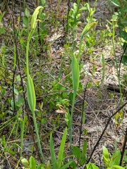 Cleistesiopsis