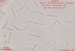 Lasiobelonium variegatum