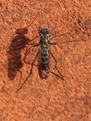 Liancalus virens