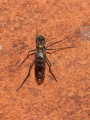 Liancalus virens