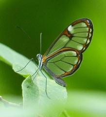 Episcada hymenaea hymenaea