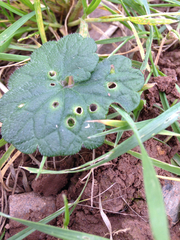 Rondaniola bursaria