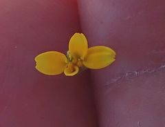 Pentachaeta aurea aurea