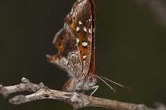 Sertania lambedor