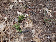 Pentachaeta aurea aurea