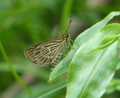 Callimormus interpunctata