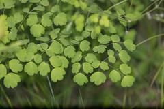 Thalictrum thalictroides