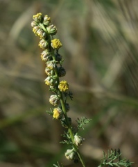 Artemisia alba