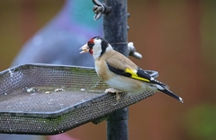 Knemidocoptes mutans