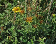 Pentanema spiraeifolium