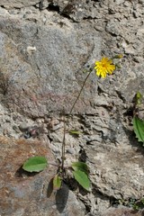 Hieracium murorum