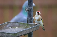 Knemidocoptes mutans