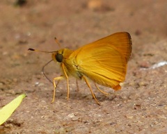 Libra aligula decia