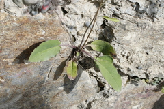 Hieracium murorum