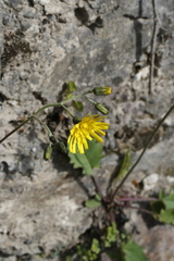 Hieracium murorum